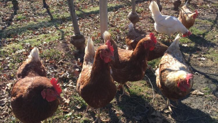 Cos’è l’influenza aviaria e quali sono i pericoli per l’uomo