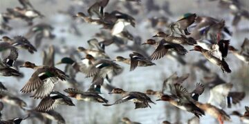 Caso di aviaria in un allevamento, soppressi 1.000 volatili in 12 ore