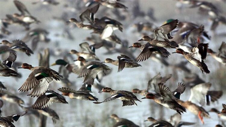 Caso di aviaria in un allevamento, soppressi 1.000 volatili in 12 ore