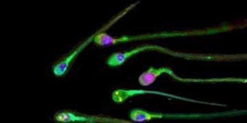Esperto, ‘il forte caldo può compromettere la qualità degli spermatozoi’