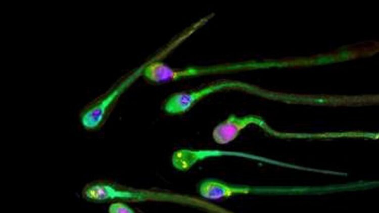 Esperto, ‘il forte caldo può compromettere la qualità degli spermatozoi’