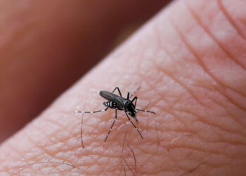 Febbre del Nilo, il numero dei casi nell’uomo sale a 4 nell’Oristanese